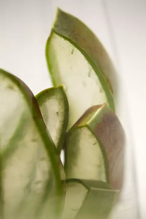 Nahaufnahme einer Pflanze